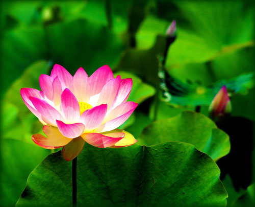 Lotus Flower in Art
