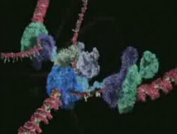 DNA Molecular Biology Visualizations - Wrapping And Replicating