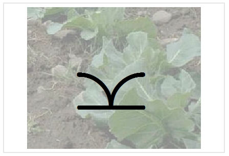 BlissNatural Flash Card: Leafy-Vegetable