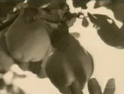 Enigma - Return to Innocence